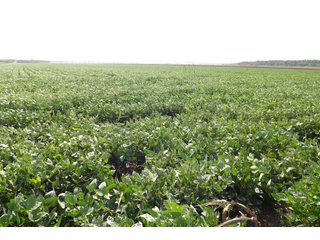 Property photo 20 - REAL ESTATE AUCTION - 1,000+/- ACRES OFFERED IN 10 TRACTS IN PITTSBURG CO., OKLAHOMA